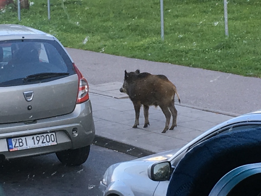 Wildschwein am Parkplatz