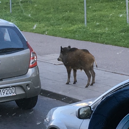 Größeres Bild ansehen