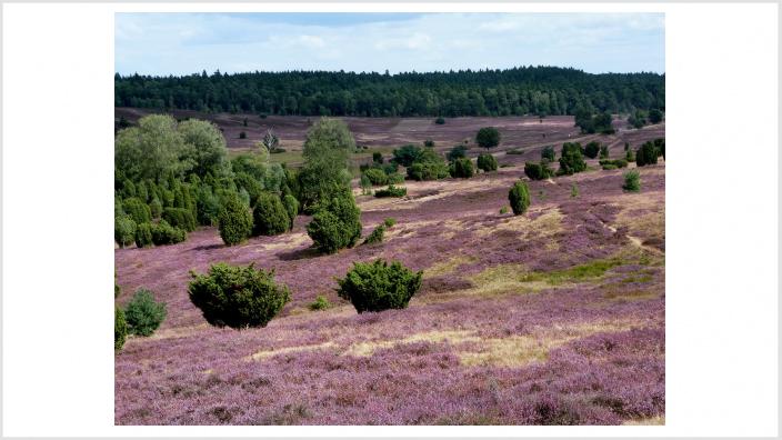 Lüneburger Heide